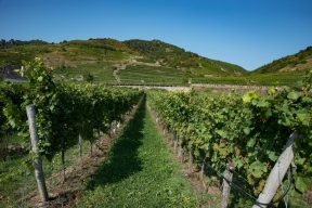 В Дагестане нашли несуществующие виноградники
