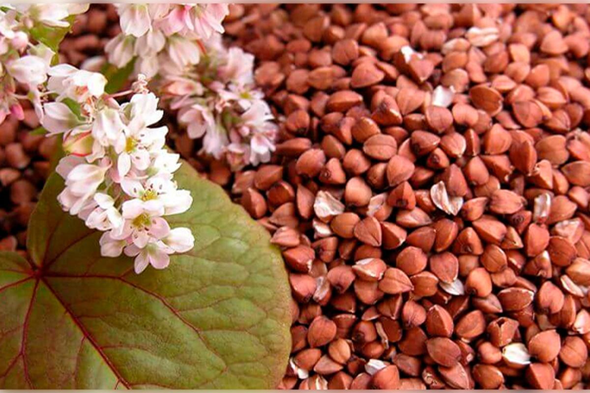 В Липецкой области в текущем году экспорт гречихи составил 472,8 тонны