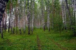 Среди регионов ПФО в Нижегородской области оказалась почти рекордная площадь лесов