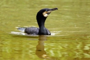 Новгородская область предлагает охотникам лицензии на лося в обмен на добычу бакланов