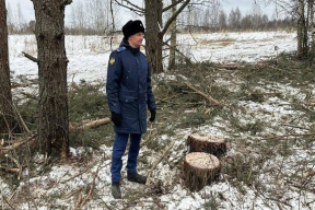 В Псковском округе выявили незаконную вырубку 196 сосен на 5 млн рублей
