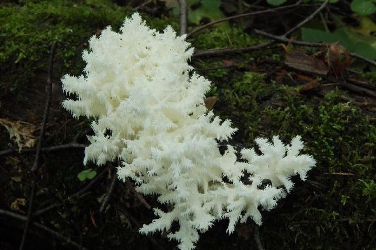 Тихая охота с последствиями: за розовый подберезовик грозит штраф до 100 тысяч