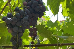 Рост винного туризма в России в 2025 году: исследование «Островка» и Роскачества