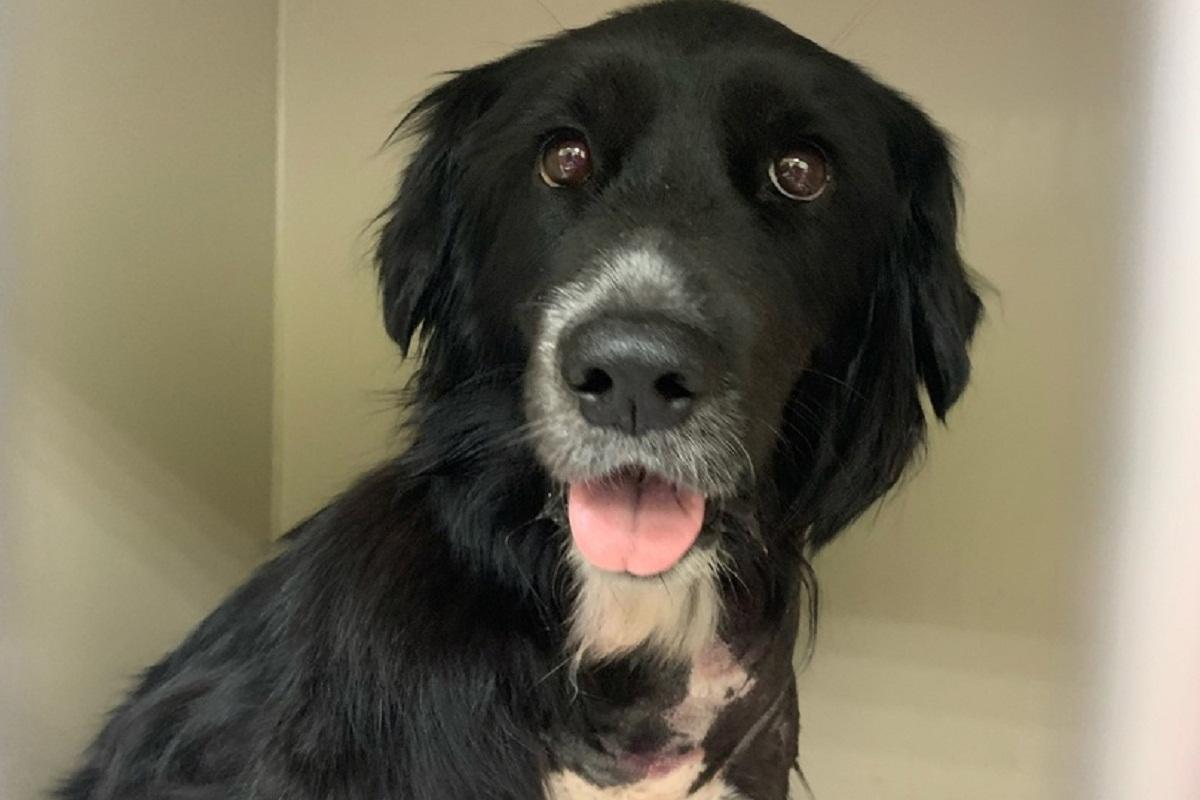 Полиция задержала в Пскове живодеров, издевавшихся над собакой