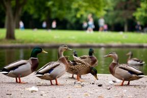 Жалость под запретом: в России ввели штрафы за кормление диких животных в городах