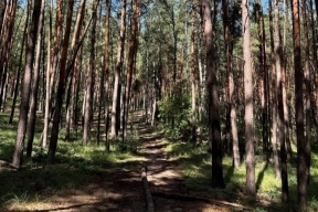 В Воронеже появится новая охраняемая зона — Тавровский лес станет памятником природы