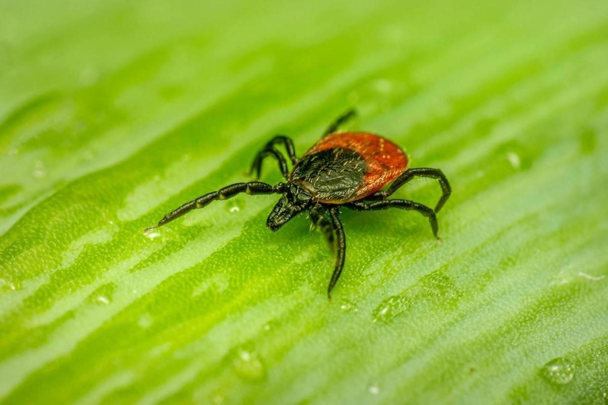 В Кемерове от клещей обработают общественные пространства