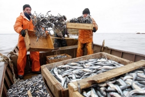 Sprats may become more expensive in Russia