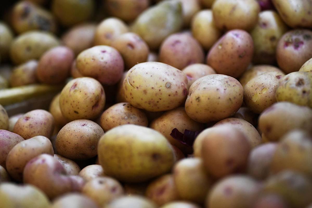 Британия вводит эмбарго на польский картофель, опасаясь эпидемии в Европе