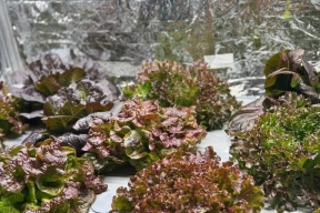 Сибирский прорыв: как учёные «заставили» салат краснеть за 48 часов с помощью УФ-света