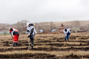В Оренбуржье ведутся осенние работы по восстановлению леса на площади около 300 га