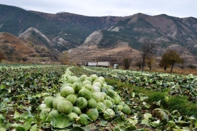 В правительстве Дагестана заявили, что урожай овощей полностью покрывает потребности региона