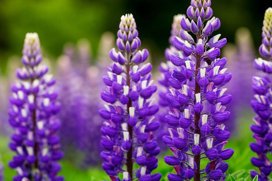 Сорняки в доход: как в Финляндии превратили борьбу с люпинами в прибыльный квест