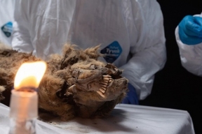 В АН Якутии исследуют желудочно-кишечный тракт мумии древнего волка, чтобы узнать его рацион