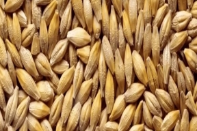 Россельхознадзор выявил нарушение фитосанитарных норм при ввозе зерна в Тульскую область