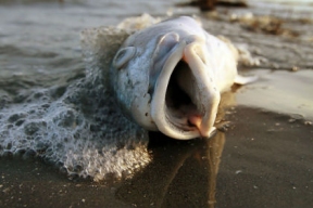 Минприроды озвучило результаты проверки Клязьмы после массовой гибели рыбы