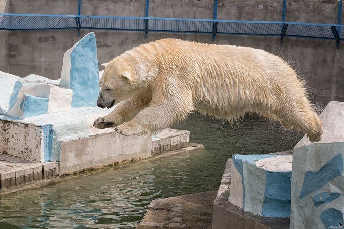 Новосибирский зоопарк имени Р.А. Шило сообщил об изменении графика работы