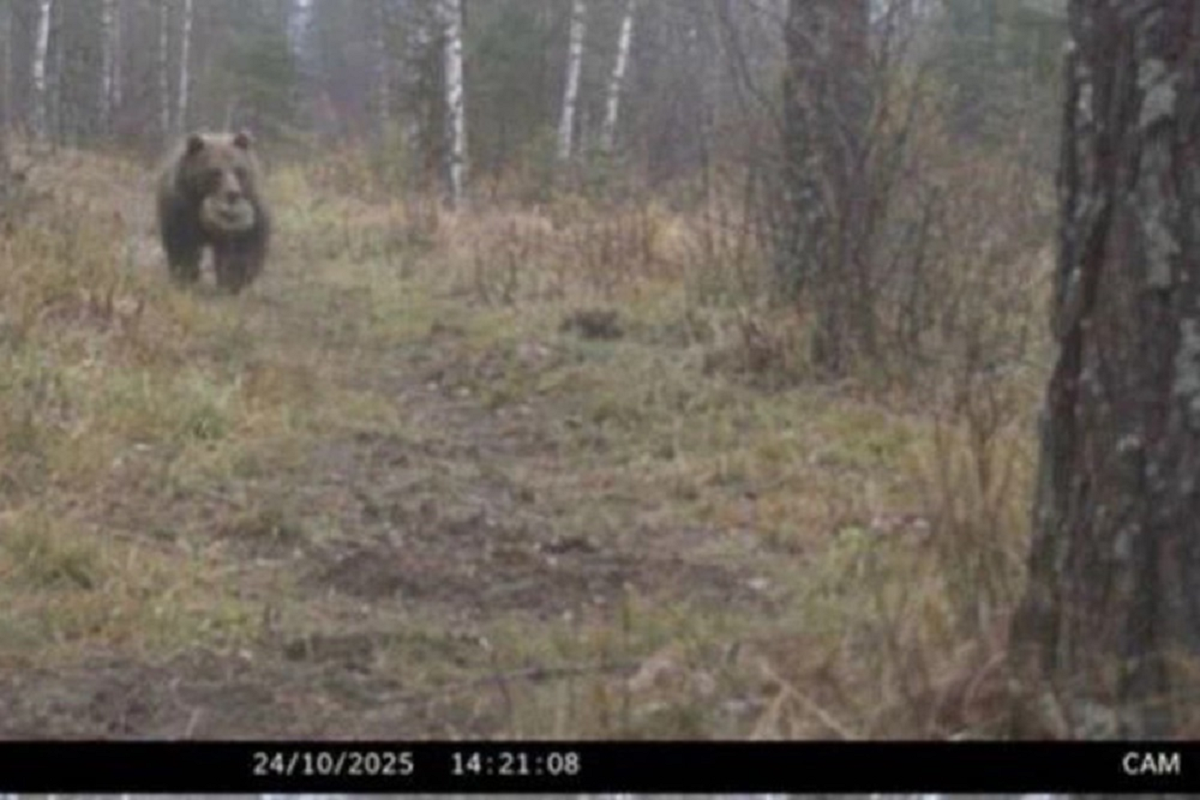 Боевые медведи на службе СВО: фотоловушка сняла хищника с противотанковой миной