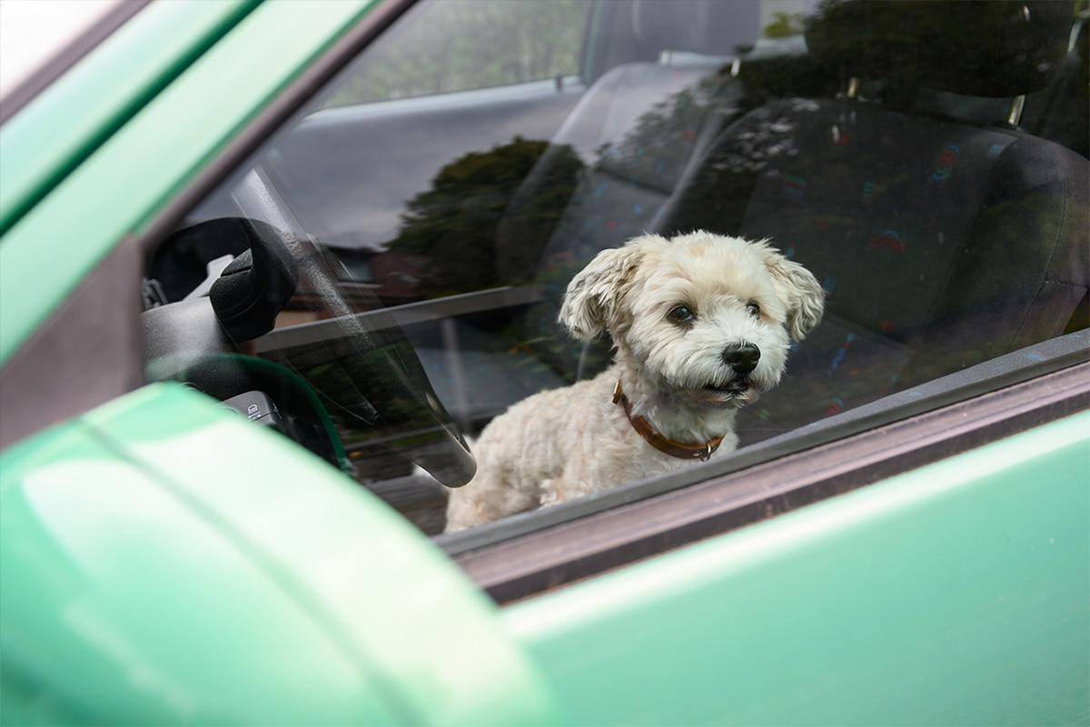 Эксперт предупредила о штрафе за неправильную перевозку животного в авто