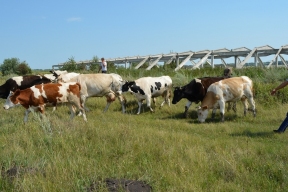 В Вологодской области 12 фермеров получат грант «Агростартап»