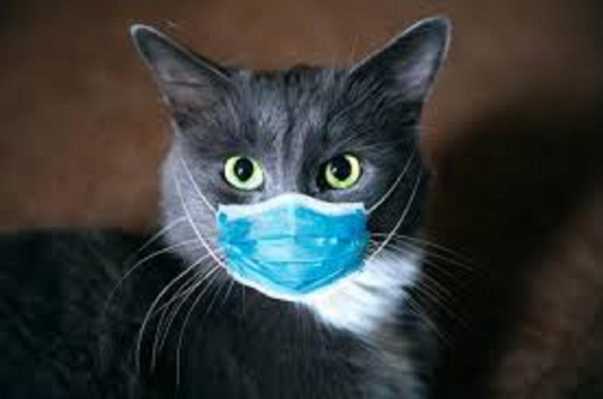 Bird flu can be transmitted to humans from cats