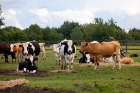 Доклад «Региональная экономика»: в Вологодской области развивается животноводство