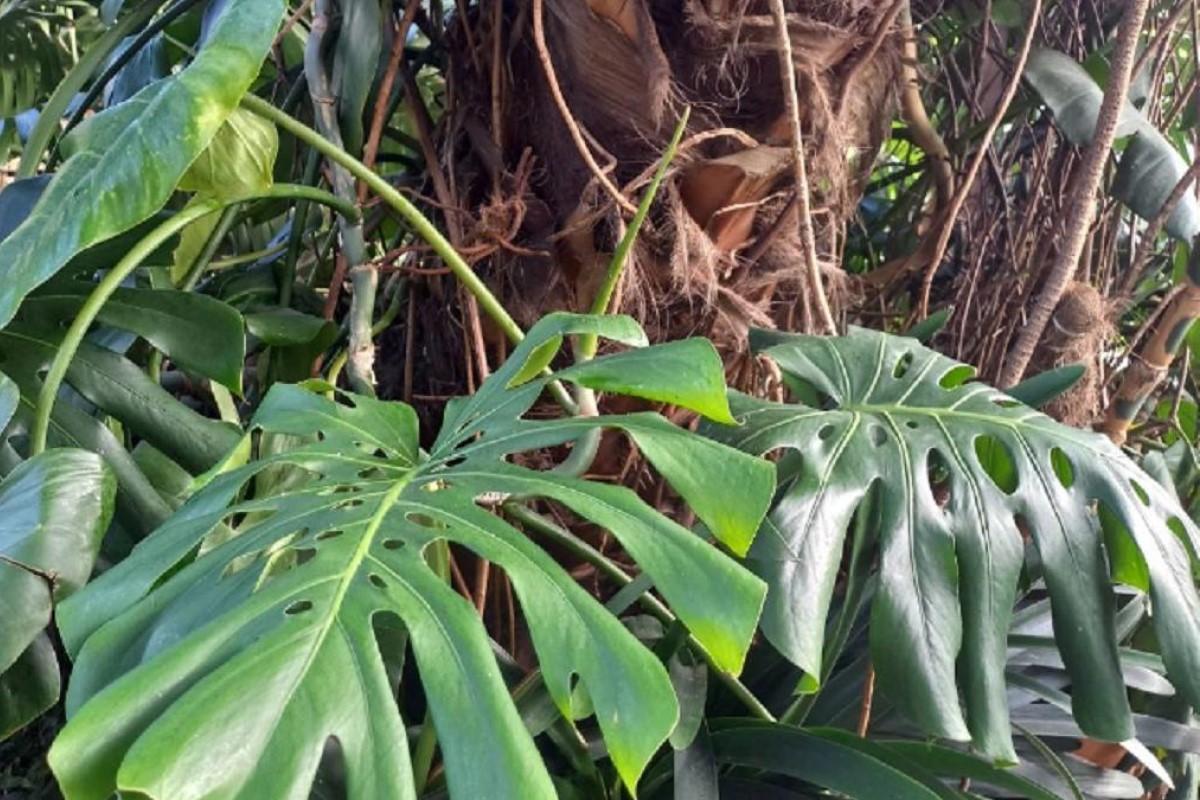 India kills three women in one tiger attack