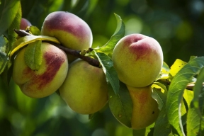 В Ставропольском крае расширяют площади садов и увеличивают урожай до 30 тысяч тонн в год