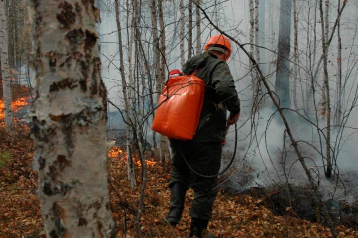 В Забайкалье объявлены вознаграждения за сведения о виновниках лесных пожаров