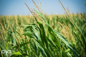 В Адыгейском госуниверситете приступили к созданию цифрового ассистента селекционера