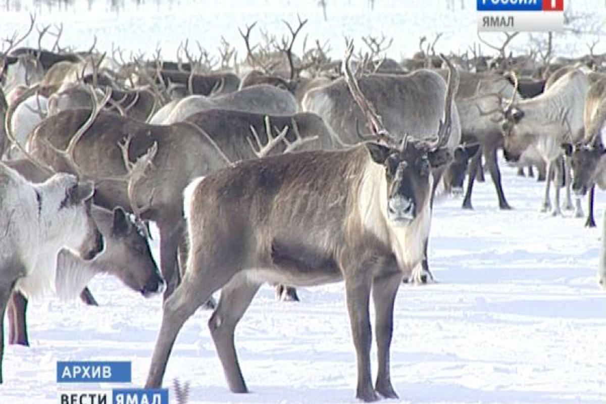 На Ямале оленям наденут спутниковые ошейники, чтобы спасать их от хищников и следить за стадами