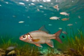 Запрет на вылов воблы в Астраханской области могут продлить на 2026 год