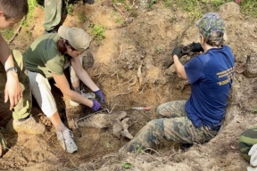 Вологодским поисковикам удалось обнаружить и поднять останки 189 советских солдат и командиров