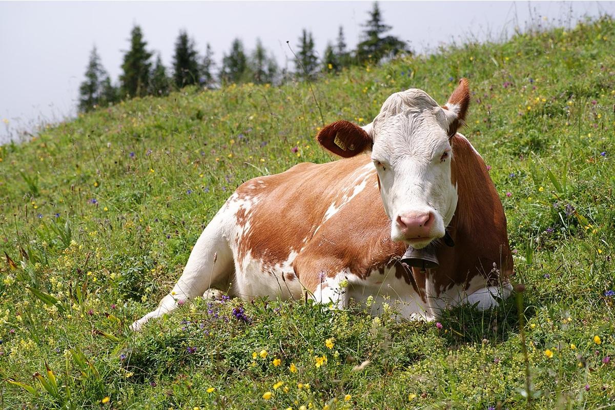 Корова Корова