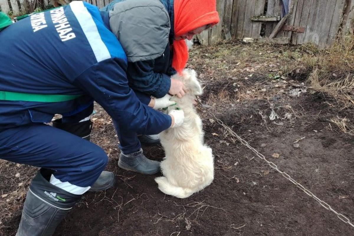 Безопасная прививка: в Подмосковье продолжается бесплатная вакцинация животных от бешенства