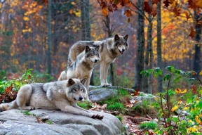 Домашние животные в Смоленской области стали чаще подвергаться нападениям волков