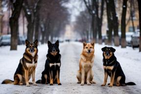 Губернатор Воробьев ввел карантин по бешенству животных в Реутове