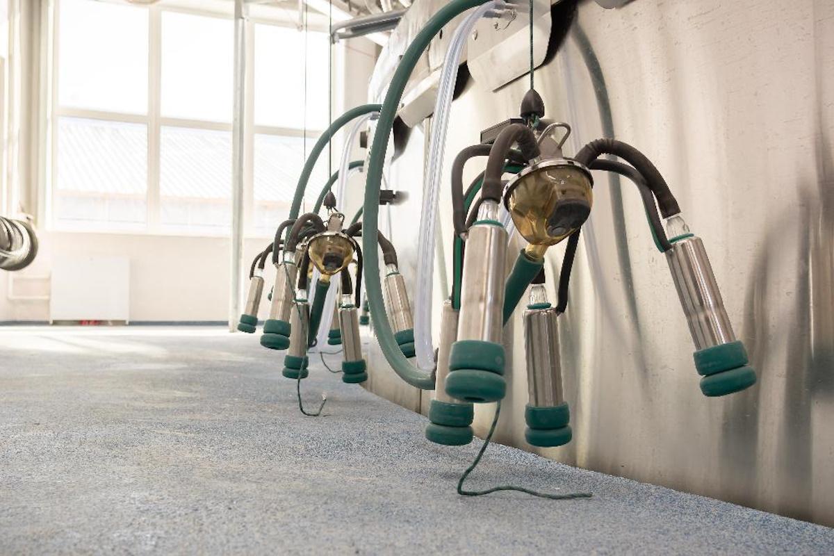 Две телки из хозяйства в Тюменской области признаны лучшими в России по геномной оценке