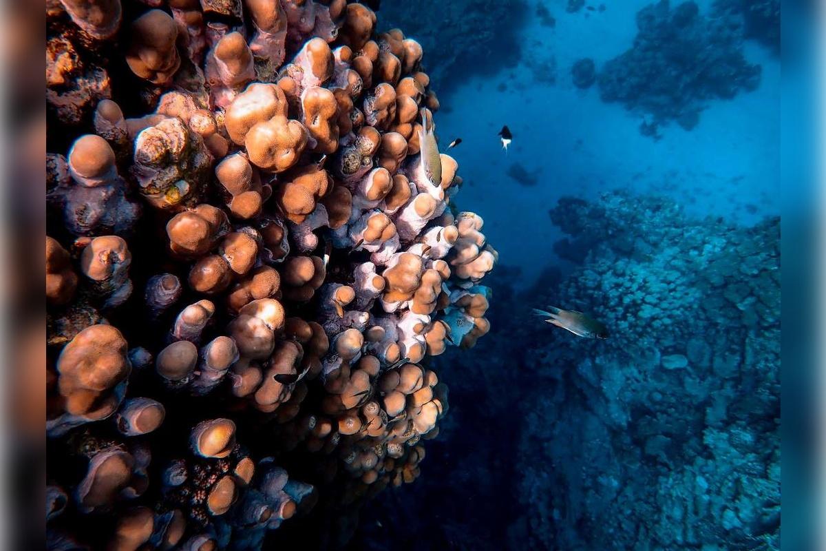 Более 1,6 миллиона тонн водных биоресурсов было добыто рыбаками в начале года