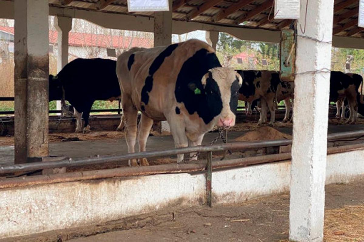 В Новосибирской области утвердили новые меры поддержки для граждан, утративших сельскохозяйственных животных