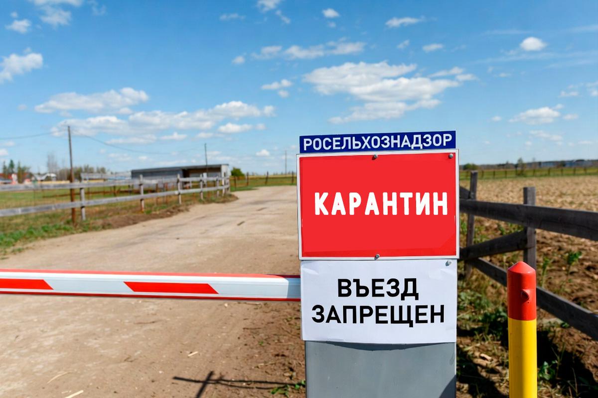 В сибирском регионе РФ ввели карантин из-за острого инфекционного заболевания