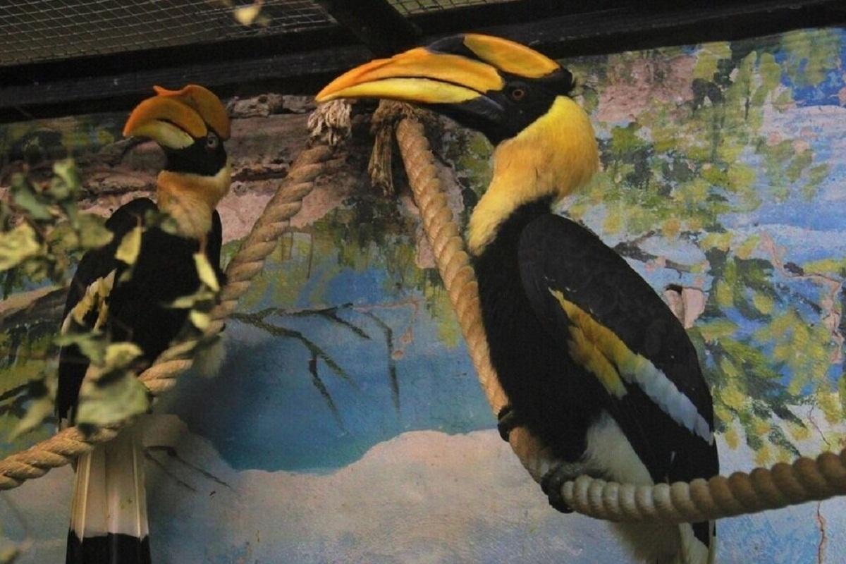 В Перми тропических птиц из старого зоопарка переселят в новый дом