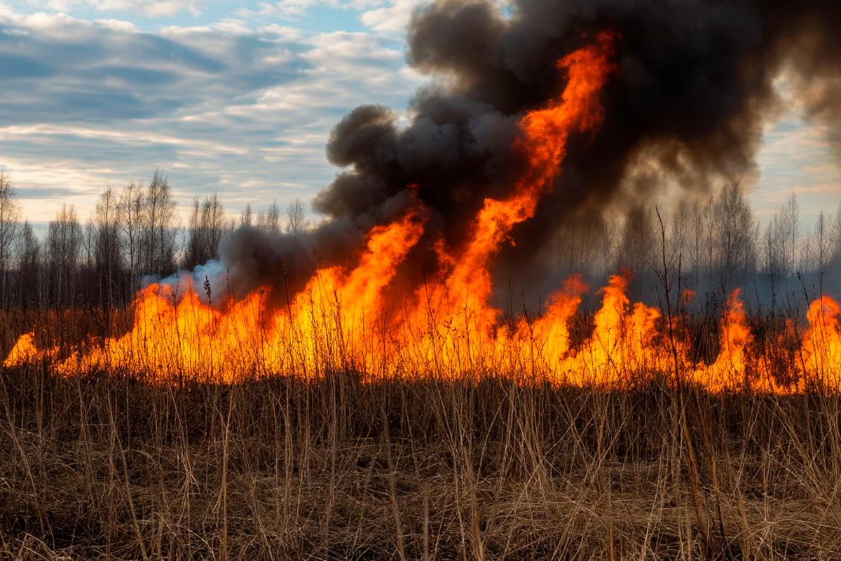В Новосибирской области зафиксировали 254 термоточки за сутки