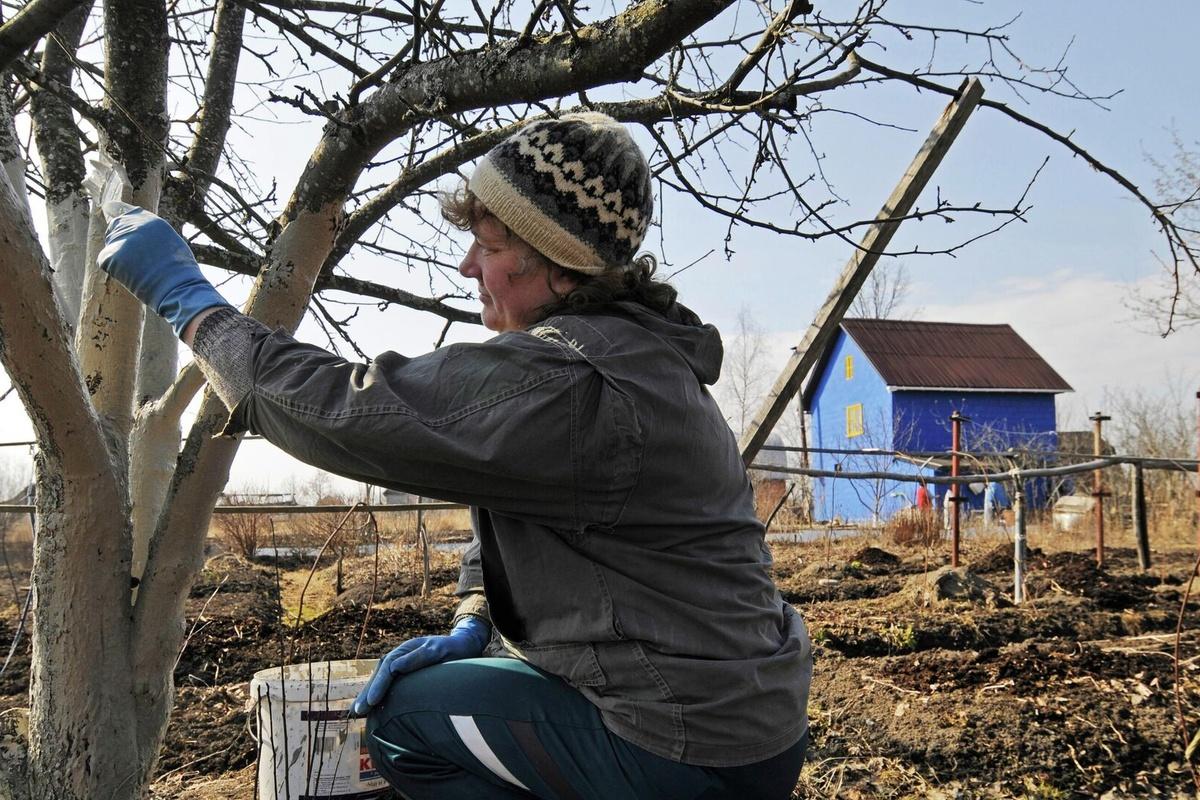 Environmentalist Kobyakov: Red-listed plants can be cut down only by agreement with the authorities