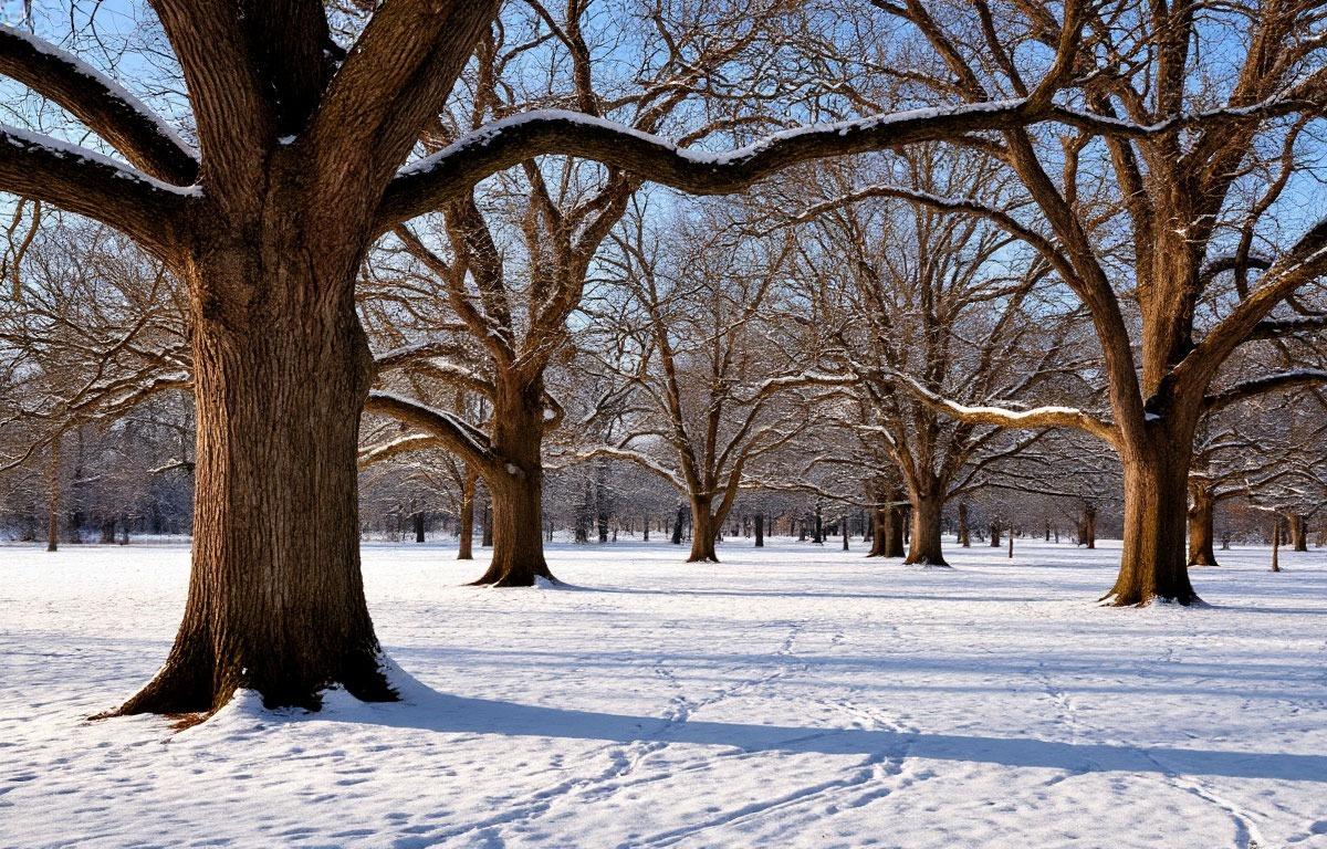 Прокуратура вернула 7 гектаров векового леса из частного владения в Рамонском районе