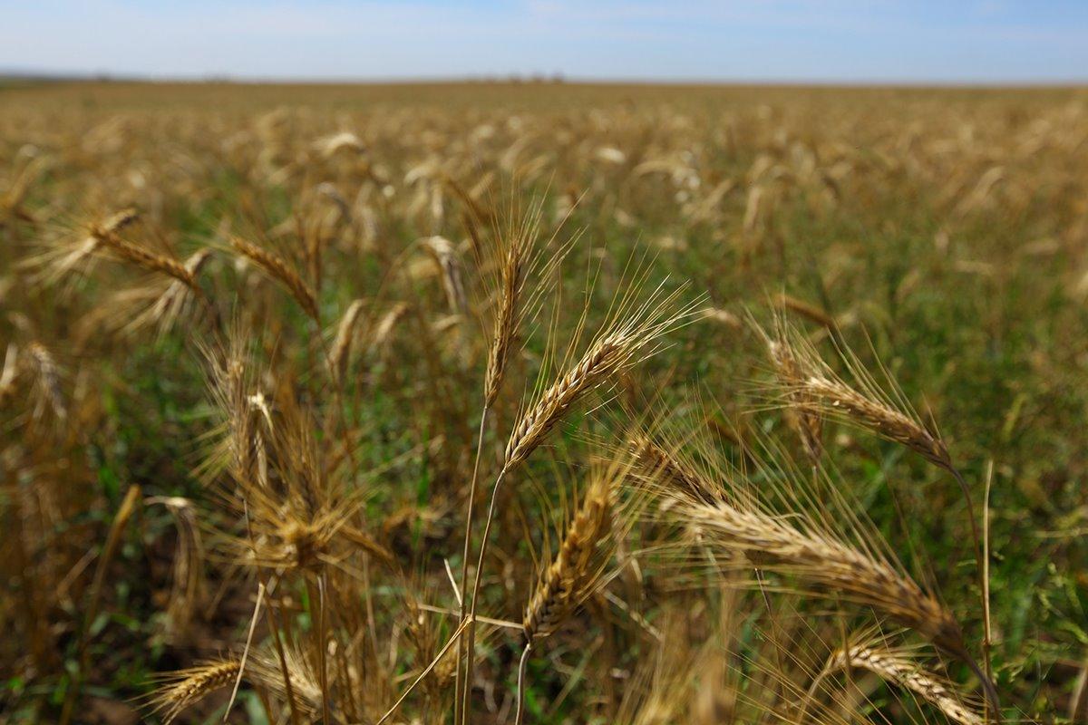 Челябинские аграрии определили перспективные рынки для реализации твердой пшеницы