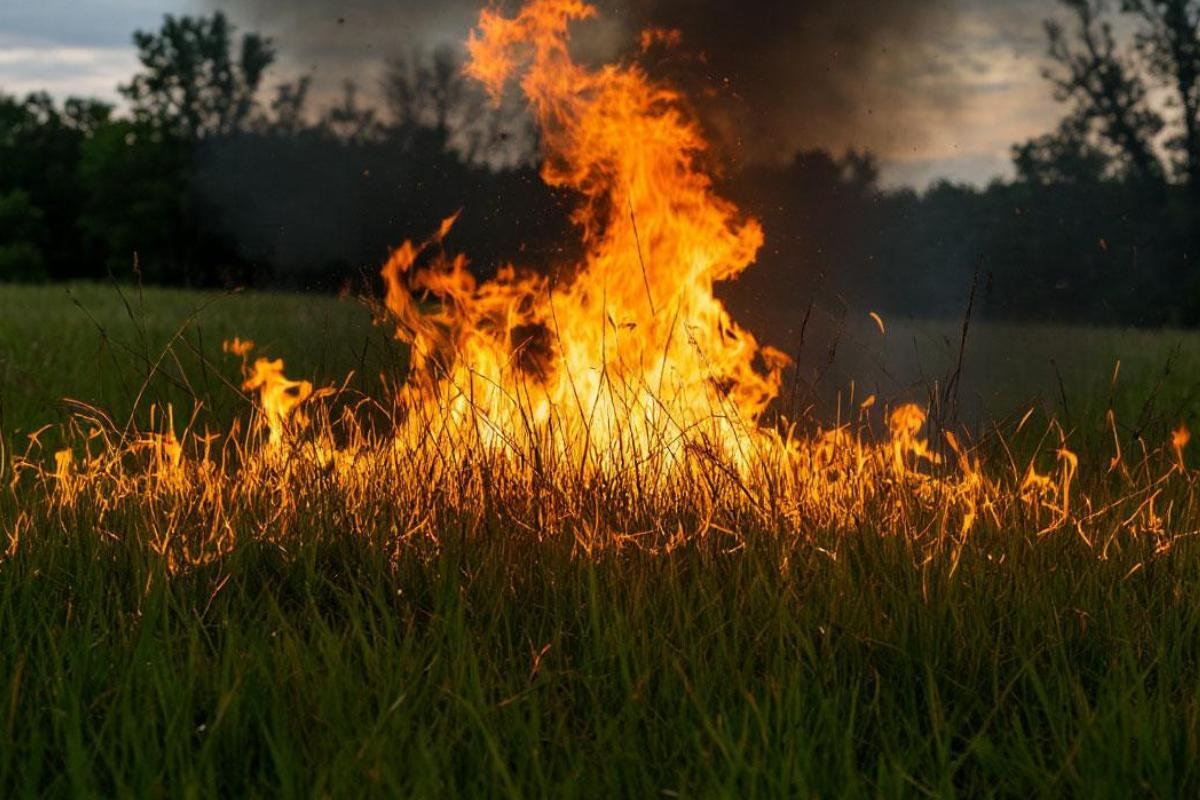 Смоляне выплатят почти 2 миллиона рублей за поджоги сухой травы