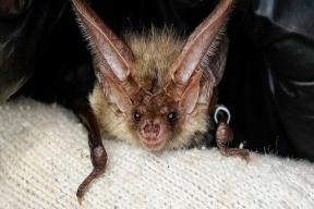 Установленные в парке «Лосиный Остров» дуплянки помогут поддержать численность рукокрылых