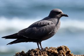 Океан кипит: волны тепла убили полмиллиона птиц у берегов Австралии