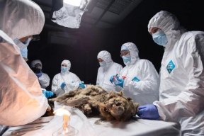 Scientists in Yakutia conducted an autopsy of an ancient wolf